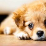 hondje Isolatiespecialist